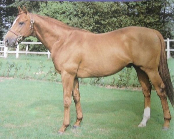stallion Master Thatch xx (Thoroughbred, 1978, from Thatch xx)