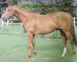 stallion Master Thatch xx (Thoroughbred, 1978, from Thatch xx)