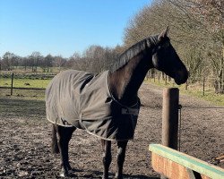 dressage horse Limp Bizkit (Mecklenburg, 2006, from Lord Sinclair III)