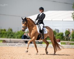 stallion Don Deluxe 3 (German Riding Pony, 2016, from Dimension AT NRW)