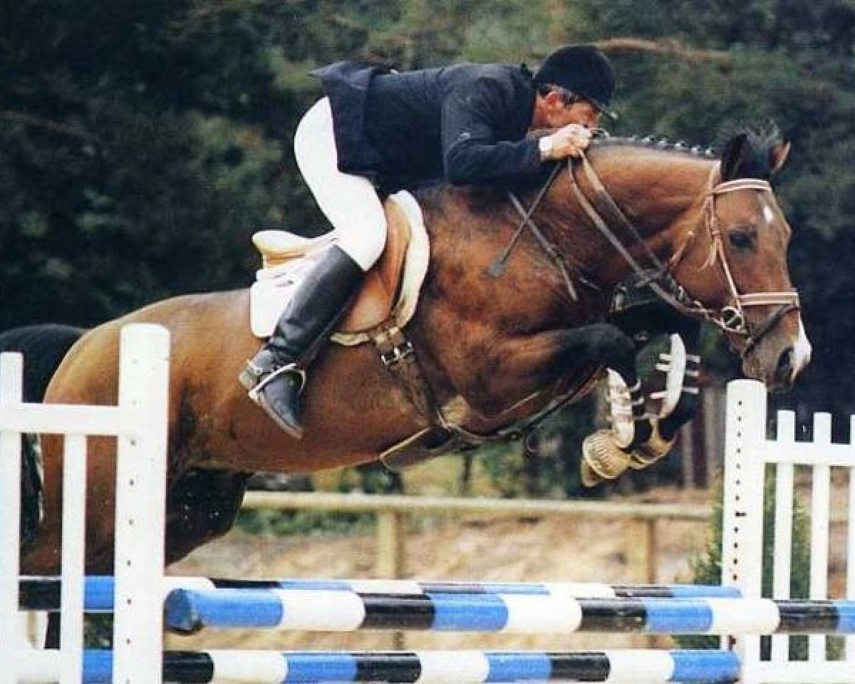 stallion Karnak AA (Anglo-Arabs, 1984, from Samuel AA)
