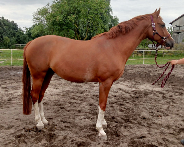 Zuchtstute LeeLou (Deutsches Sportpferd, 2008, von Lovson)