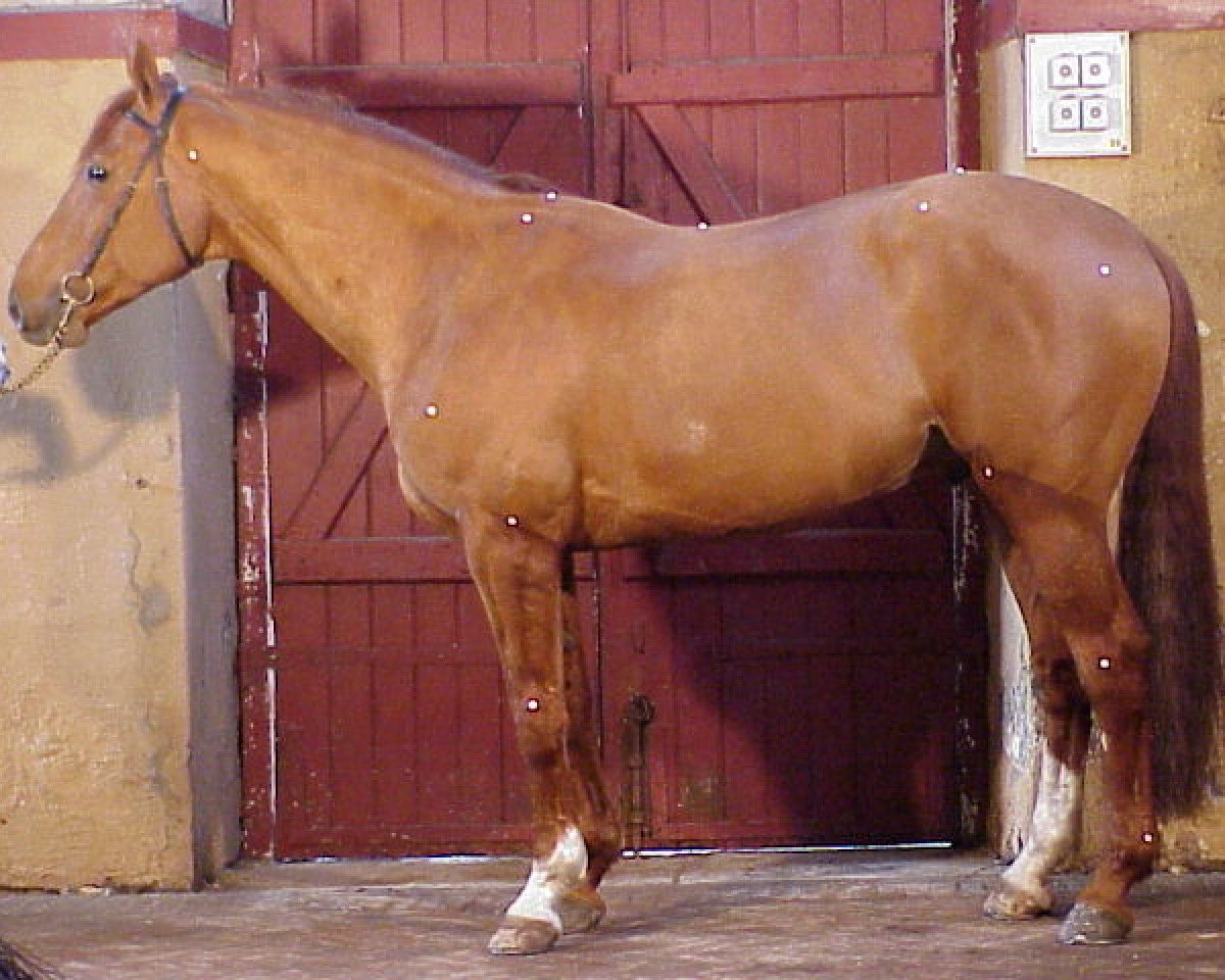 stallion Dribleur (Selle Français, 1991, from Narcos II)
