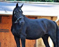 dressage horse Mister Glamour-P (Polish Warmblood, 2020, from Glamourdale)