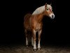 broodmare Babett (Haflinger, 1996, from Wilson)