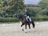 dressage horse Herzsprung 9 (Trakehner, 2015, from Schwarzgold)