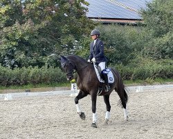 dressage horse Herzsprung 9 (Trakehner, 2015, from Schwarzgold)