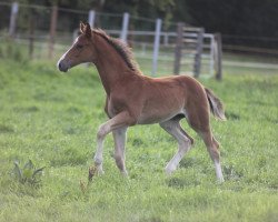 Springpferd High Pleasure HP (Hannoveraner, 2023, von Halifax van het Kluizebos)