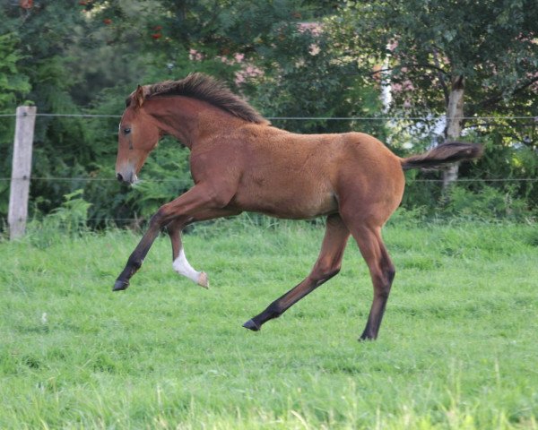 jumper Charmeur HP (Hanoverian, 2023, from Conrad de Hus)