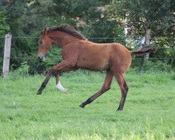 Springpferd Charmeur HP (Hannoveraner, 2023, von Conrad de Hus)