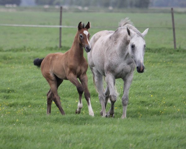 Springpferd Clever Boy HP (Westfale, 2023, von Clarimo Ask)