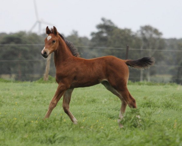 jumper Hurricane HP (Hanoverian, 2023, from Hardrock Z)