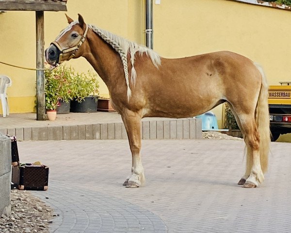 Zuchtstute Alina (Haflinger, 2007, von Neumond-Son)