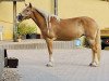 broodmare Alina (Haflinger, 2007, from Neumond-Son)