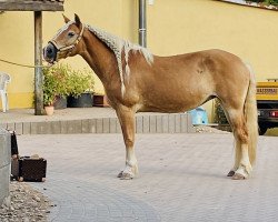 Zuchtstute Alina (Haflinger, 2007, von Neumond-Son)