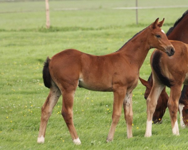 Springpferd Jolina HP (Hannoveraner, 2023, von Jasper)