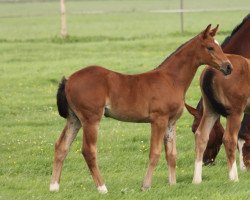 jumper Jolina HP (Hanoverian, 2023, from Jasper)