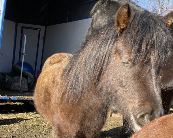 broodmare lendorfs ronja (Nederlands Appaloosa Pony, 2019, from Valum van de Kuper)