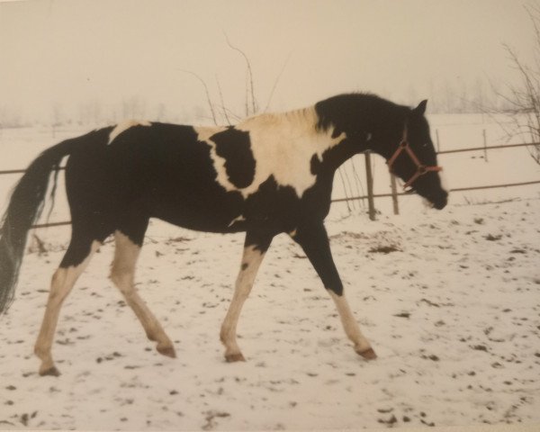 Pferd Halloween 50 (Brandenburger, 1999, von Hydriot)