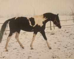 horse Halloween 50 (Brandenburg, 1999, from Hydriot)