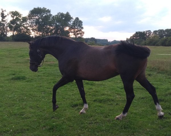 broodmare D-Quibella (Holsteiner, 2011, from Quirado)