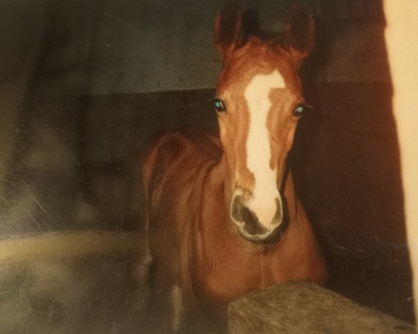 Pferd Haribo 26 (Brandenburger, 1999, von Hydriot)