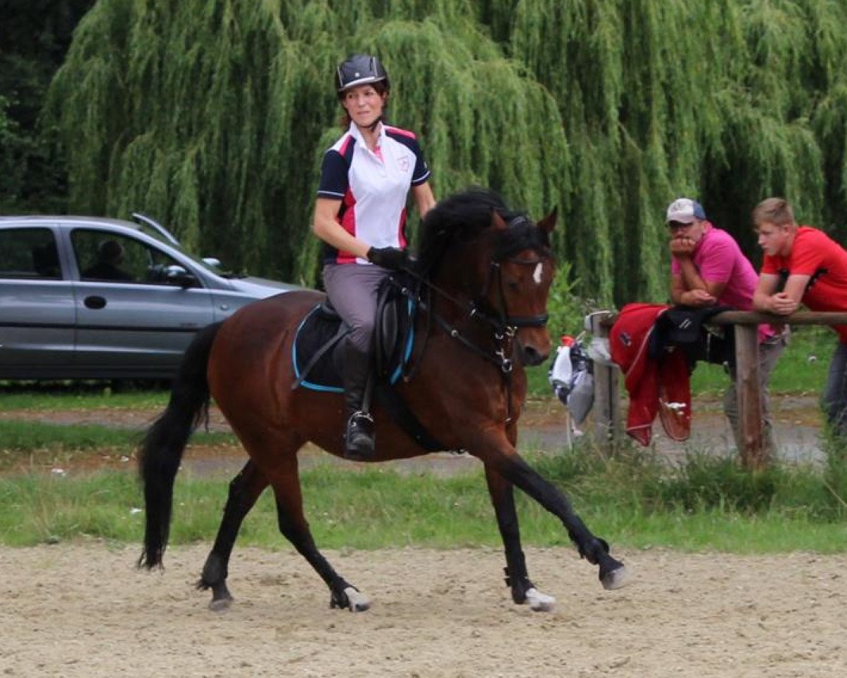 broodmare Vilja KL (German Riding Pony, 2004, from Versace R)