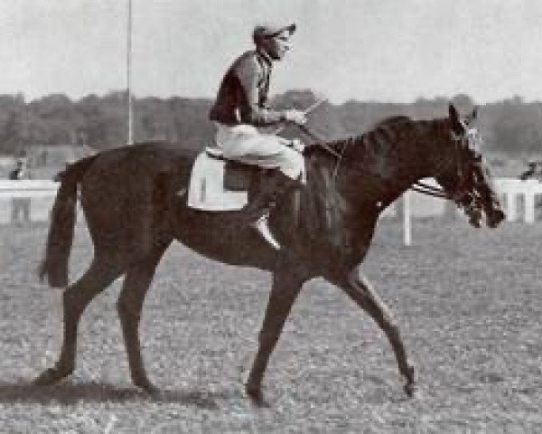 stallion Tifinar xx (Thoroughbred, 1939, from Abjer xx)