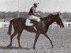 stallion Tifinar xx (Thoroughbred, 1939, from Abjer xx)