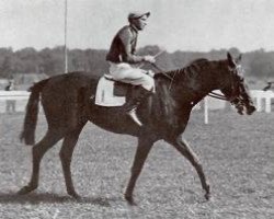 stallion Tifinar xx (Thoroughbred, 1939, from Abjer xx)