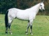 stallion Solidoun xx (Thoroughbred, 1991, from Kaldoun xx)