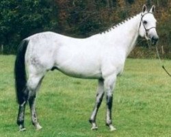 stallion Solidoun xx (Thoroughbred, 1991, from Kaldoun xx)