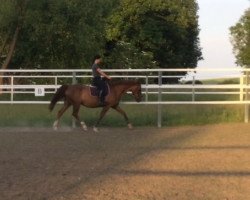 broodmare Gina (Saxony-Anhaltiner, 1994, from Gardeulan I)