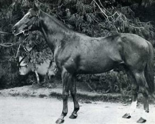 stallion Kirkes xx (Thoroughbred, 1957, from Marsyas xx)