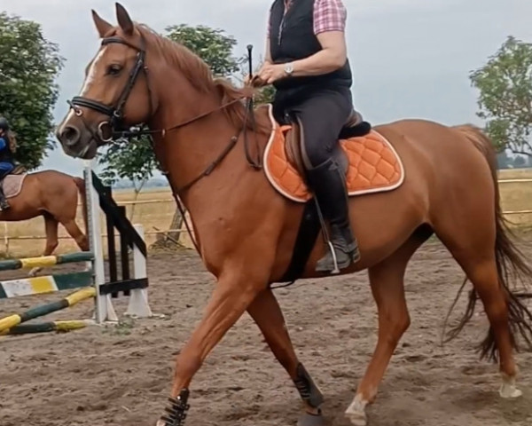 jumper Choroscho-Cherry (German Sport Horse, 2017, from Casskeni II)