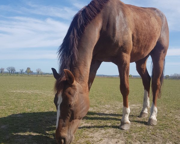 Pferd Sir Phönix (Deutsches Reitpferd, 2014)