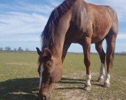 Pferd Sir Phönix (Deutsches Reitpferd, 2014)