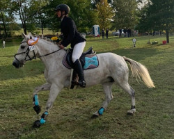 Pferd Speedy (Deutsches Reitpony, 2007, von Lovson)