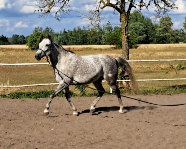 Pferd Mondschein (Deutsches Reitpferd, 2014)