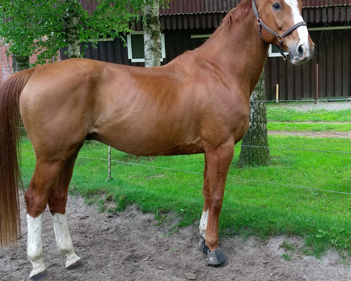 Dressurpferd Le Merlin (Hannoveraner, 2002, von Longchamp)