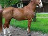 Pferd Le Merlin (Hannoveraner, 2002, von Longchamp)