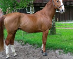 Pferd Le Merlin (Hannoveraner, 2002, von Longchamp)