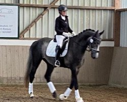 jumper Tulani (Oldenburg show jumper, 2019, from Twilight)