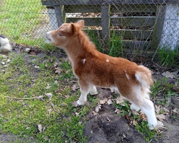 jumper Hormunda von Repgow (Shetland pony (under 87 cm), 2023, from Thorax von Repgow)