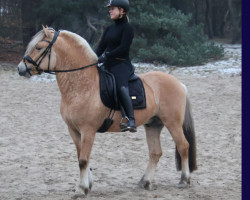 horse Volmer (Fjord Horse, 2019, from Kamillas Tord)