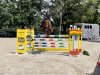 jumper Landlady 64 (Oldenburg show jumper, 2011, from Levisonn 208 FIN)