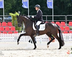 dressage horse Lichtblick (Hanoverian, 2020, from Lord Europe)