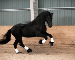 stallion Tymon 456 (Friese,  , from Andries 415 Sport)