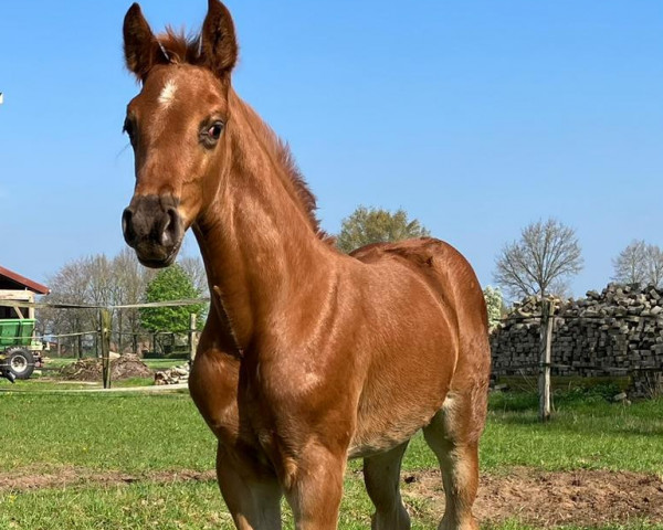 jumper Depeche Mode (Oldenburg show jumper, 2023, from Diablue PS)