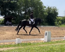 jumper Chameur 167 (German Sport Horse, 2016, from Chanteur de Noir)